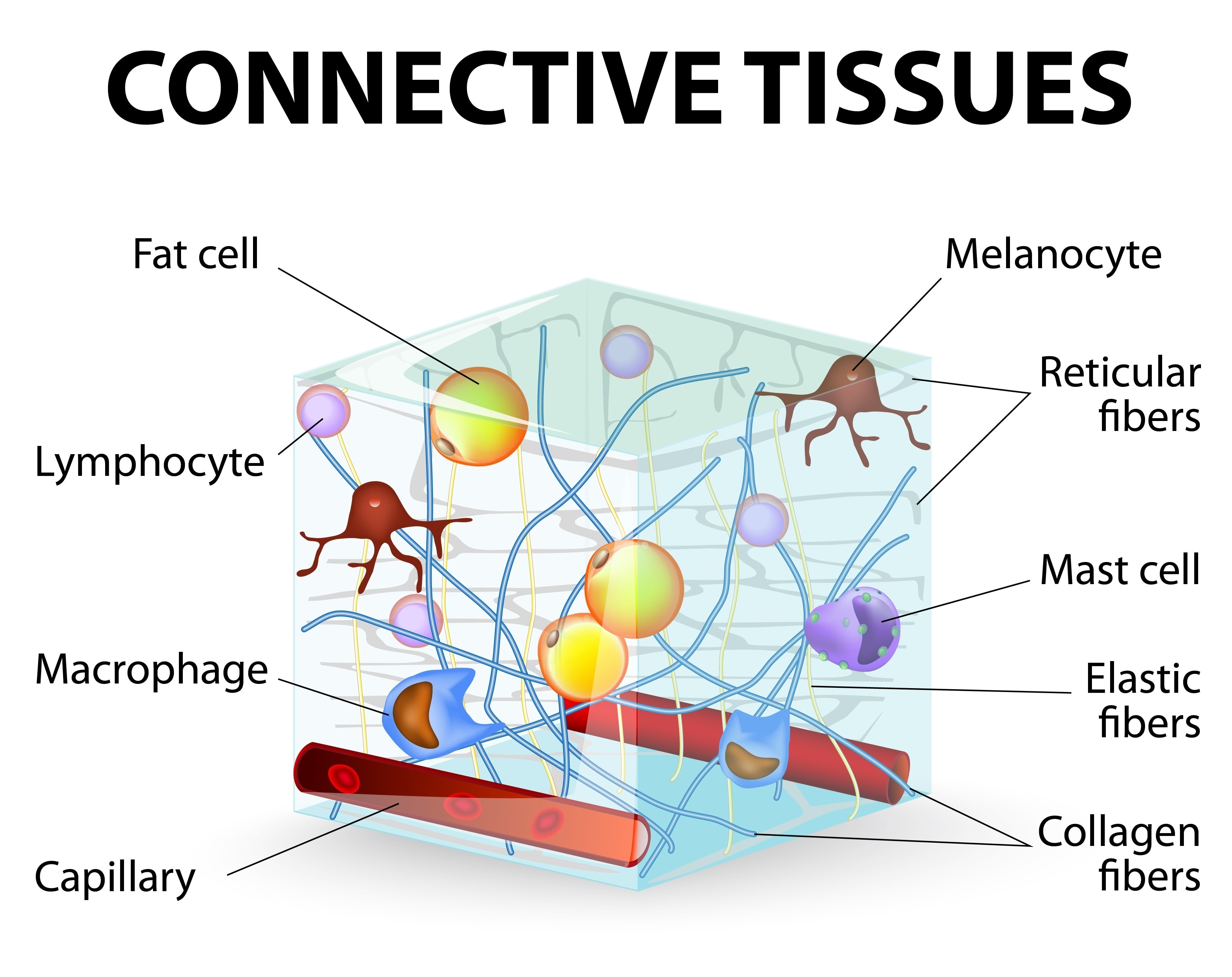 Connective Tissue | Fighting Arts Health Lab