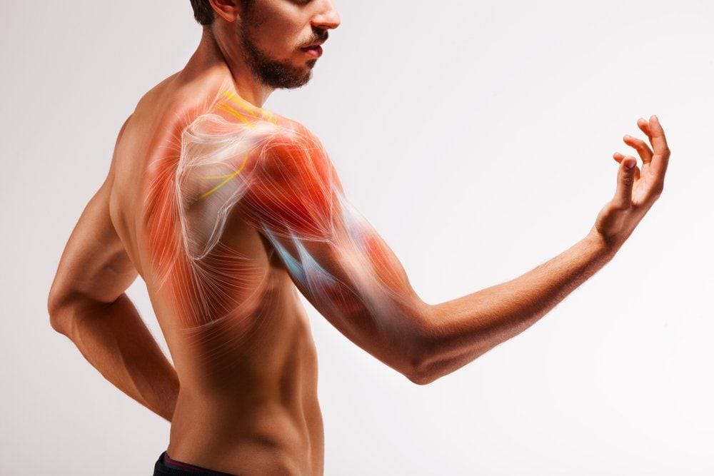 Body Physiology Tendons | Fighting Arts Health Lab