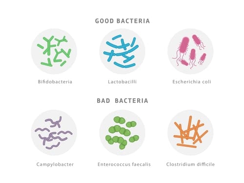 MMA Intestinal Bacterial Flora | Fighting Arts Health Lab