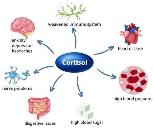 Combat Arts Metabolism Impact of High Cortisol