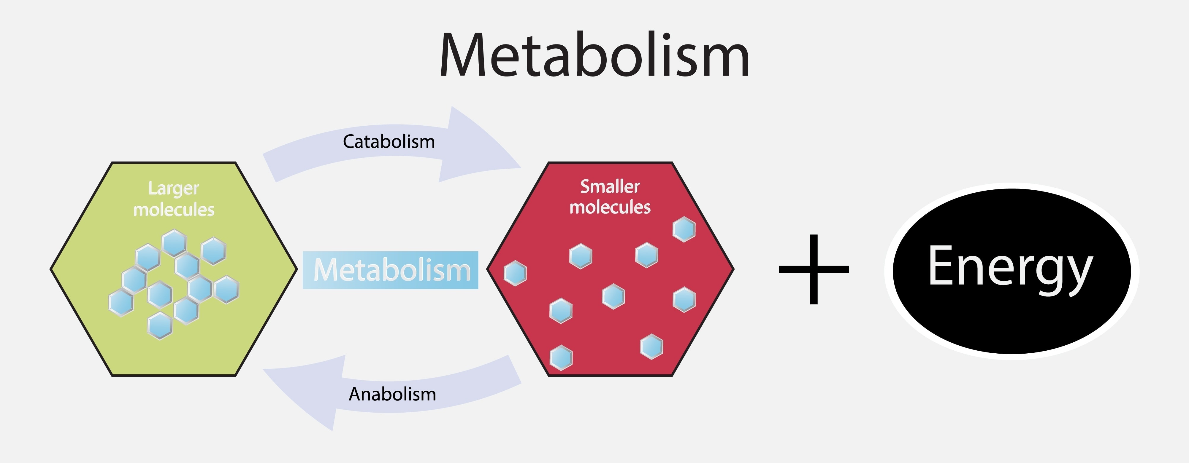 Combat Arts Metabolic Process