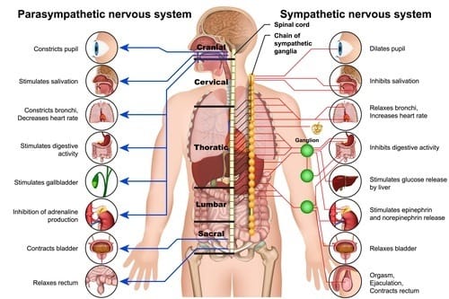 Sauna Parasympathetic System Stimulation