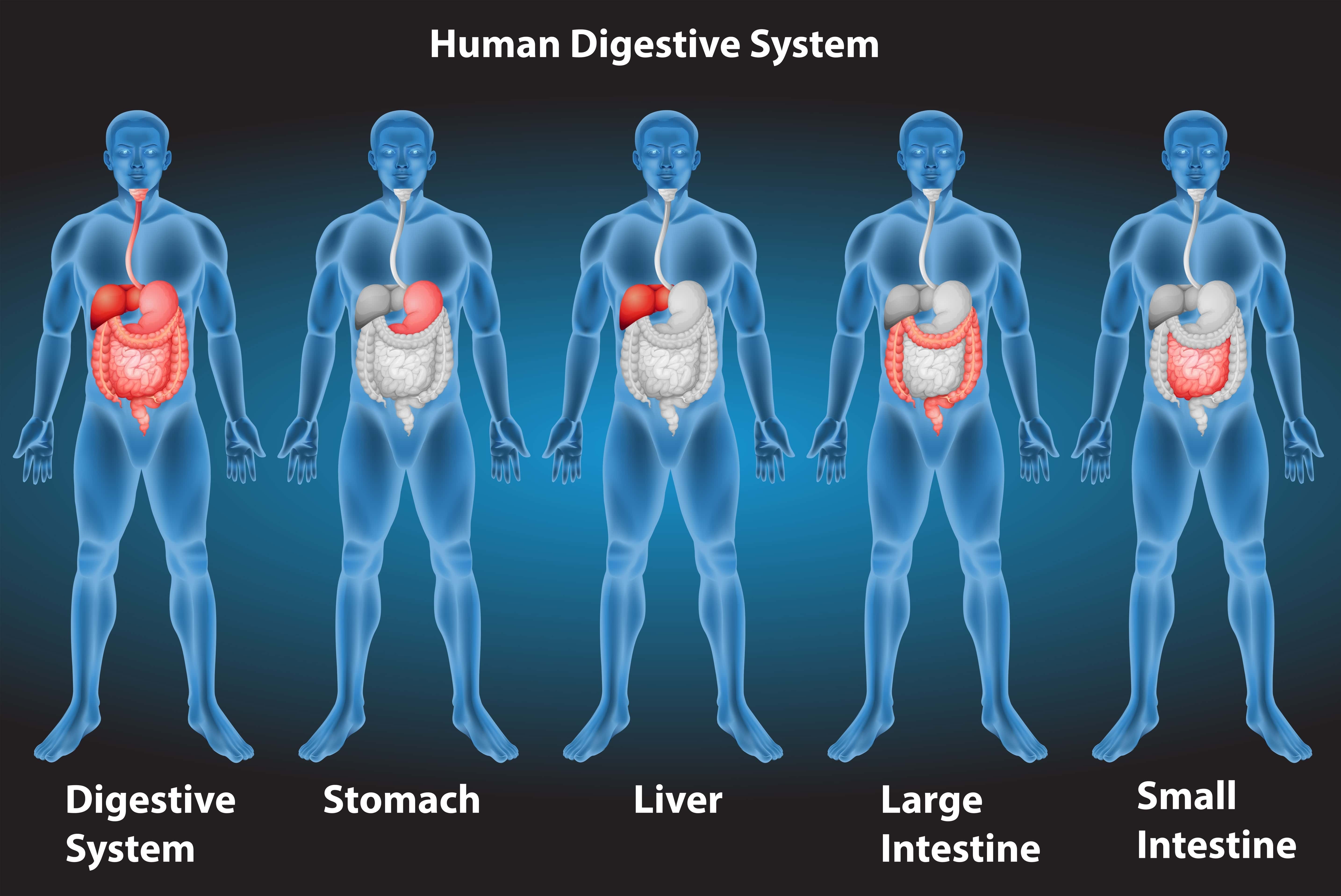 MMA Digestive System