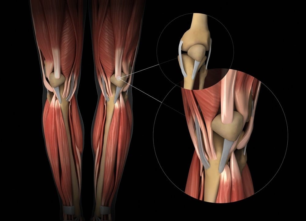 Body Physiology Ligaments Tendons Muscle