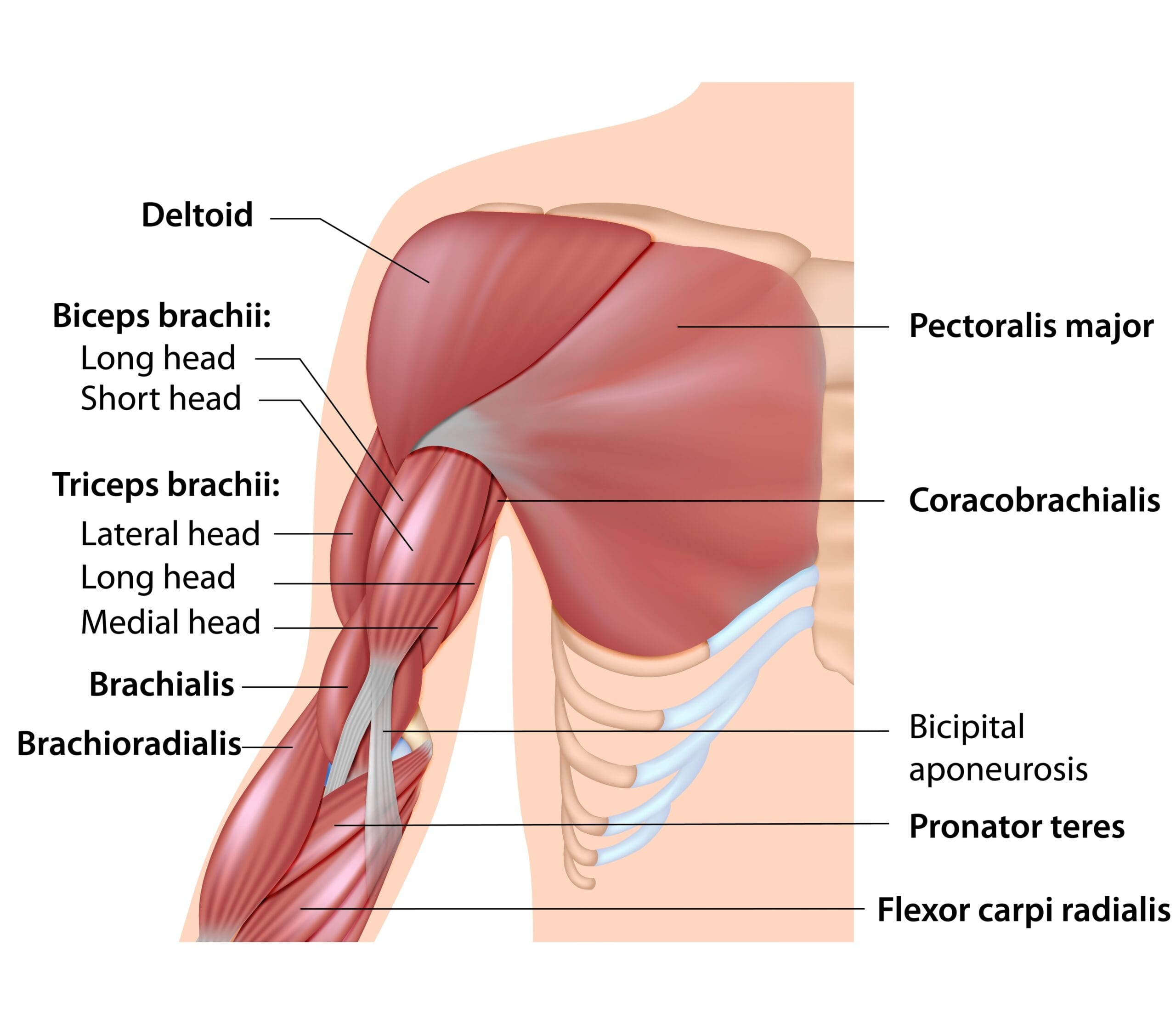 Bicep Injury Causes | Fighting Arts Health Lab