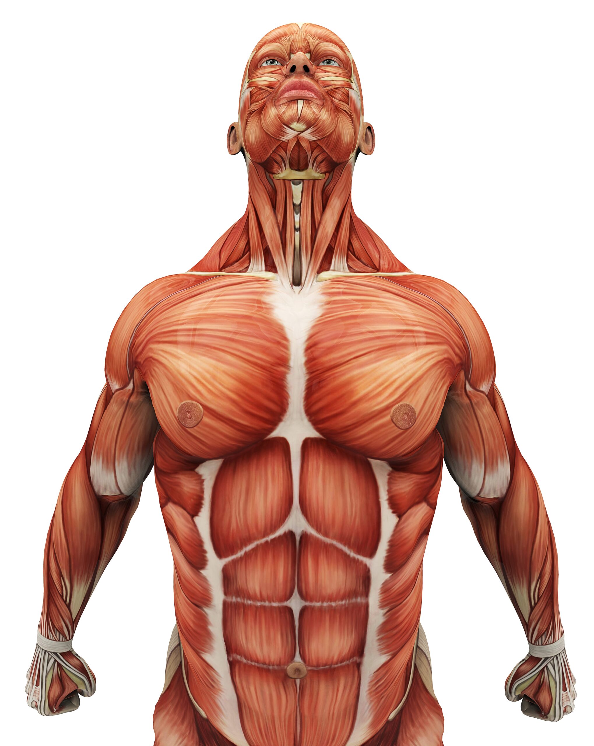 Chest Injury Illustration | Fighting Arts Health Lab