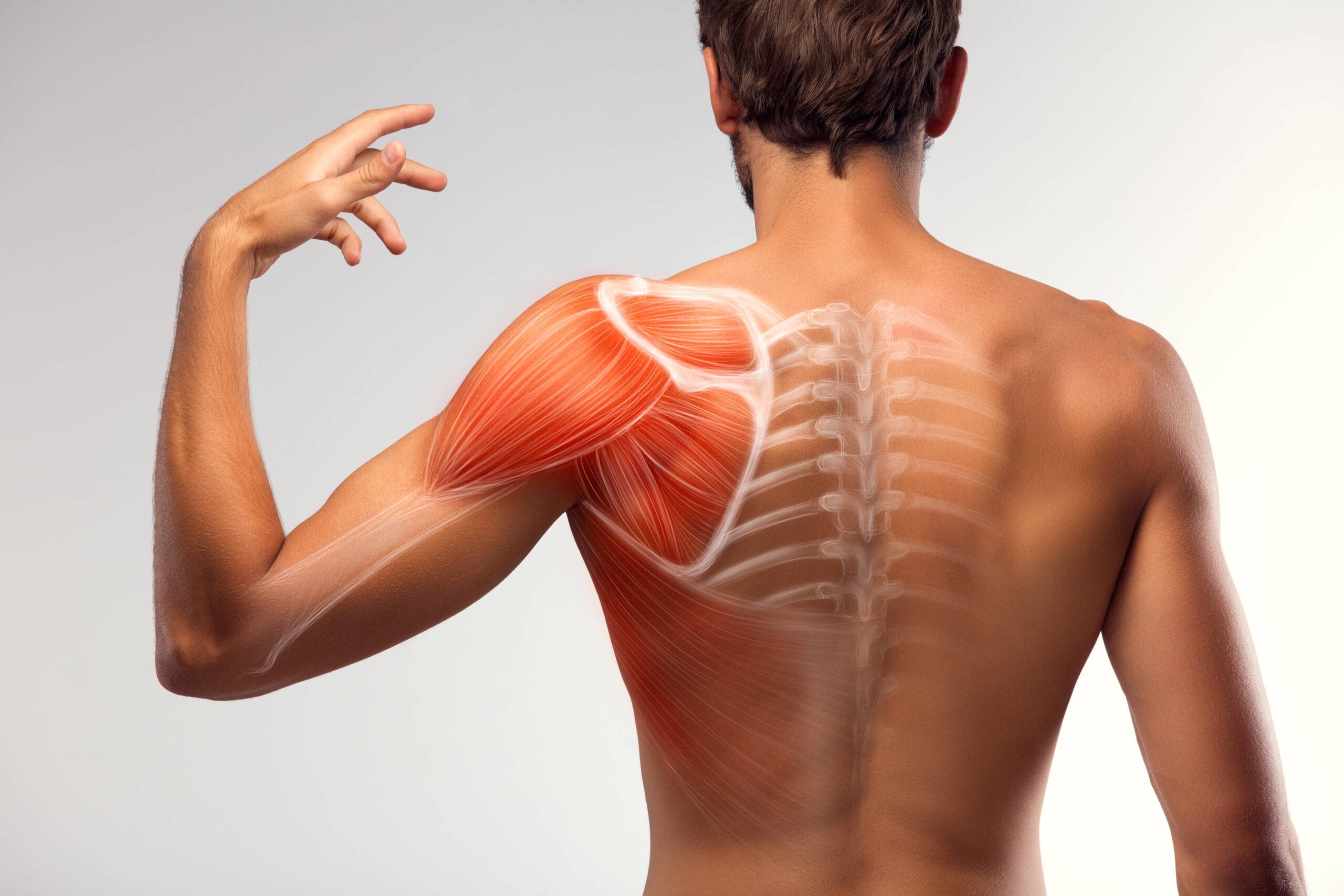 Shoulder Muscle | Fighting Arts Health Lab