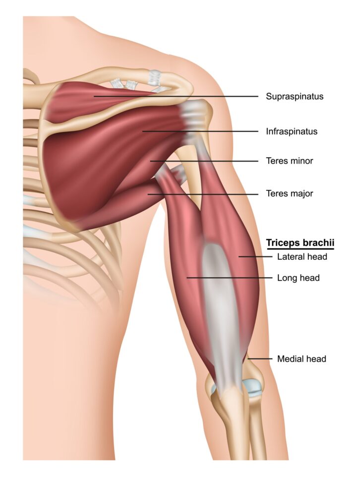 Combat Arts Tricep Injury Symptoms