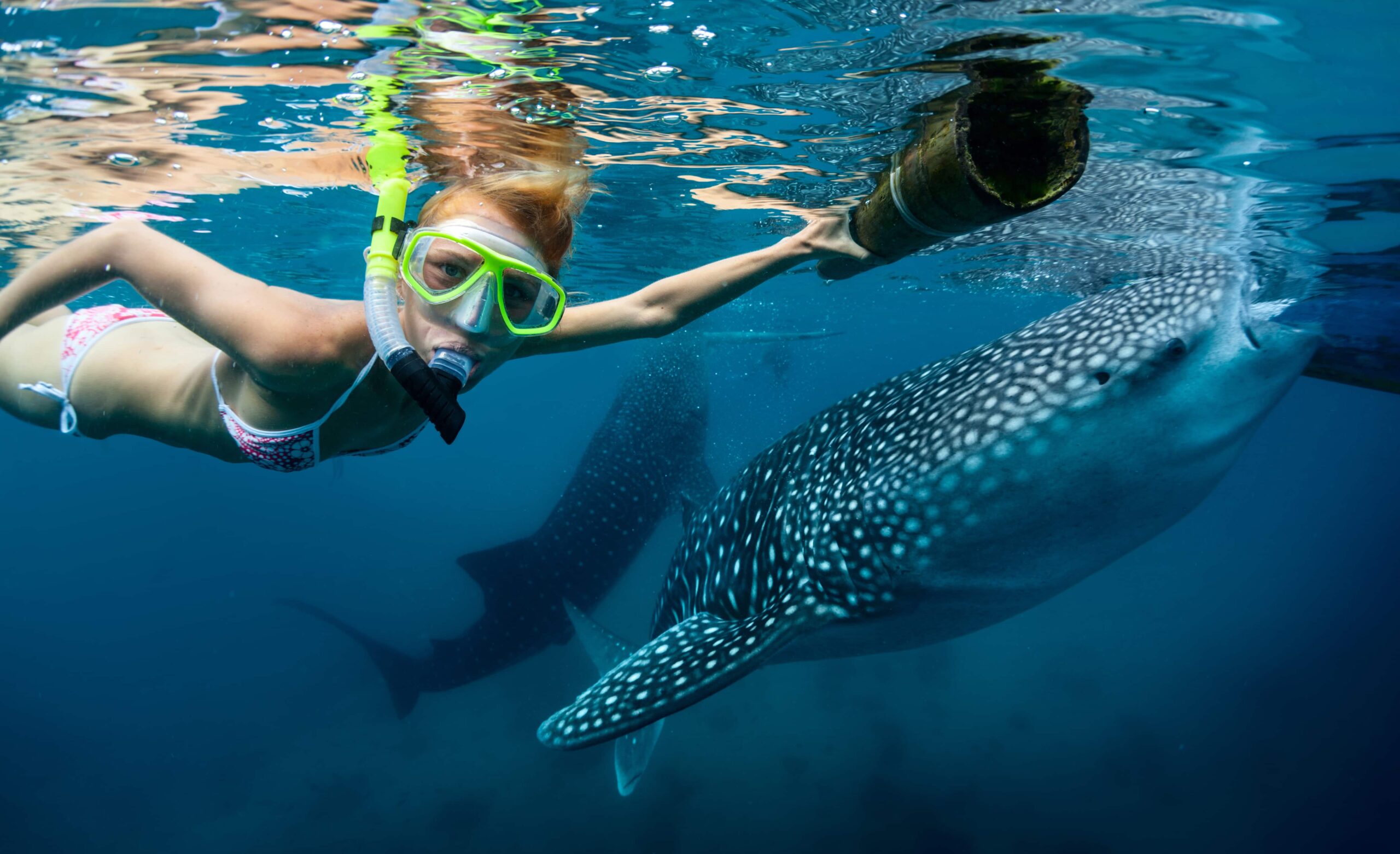 Cebu PI Swim with Sharks | Fighting Arts Health Lab