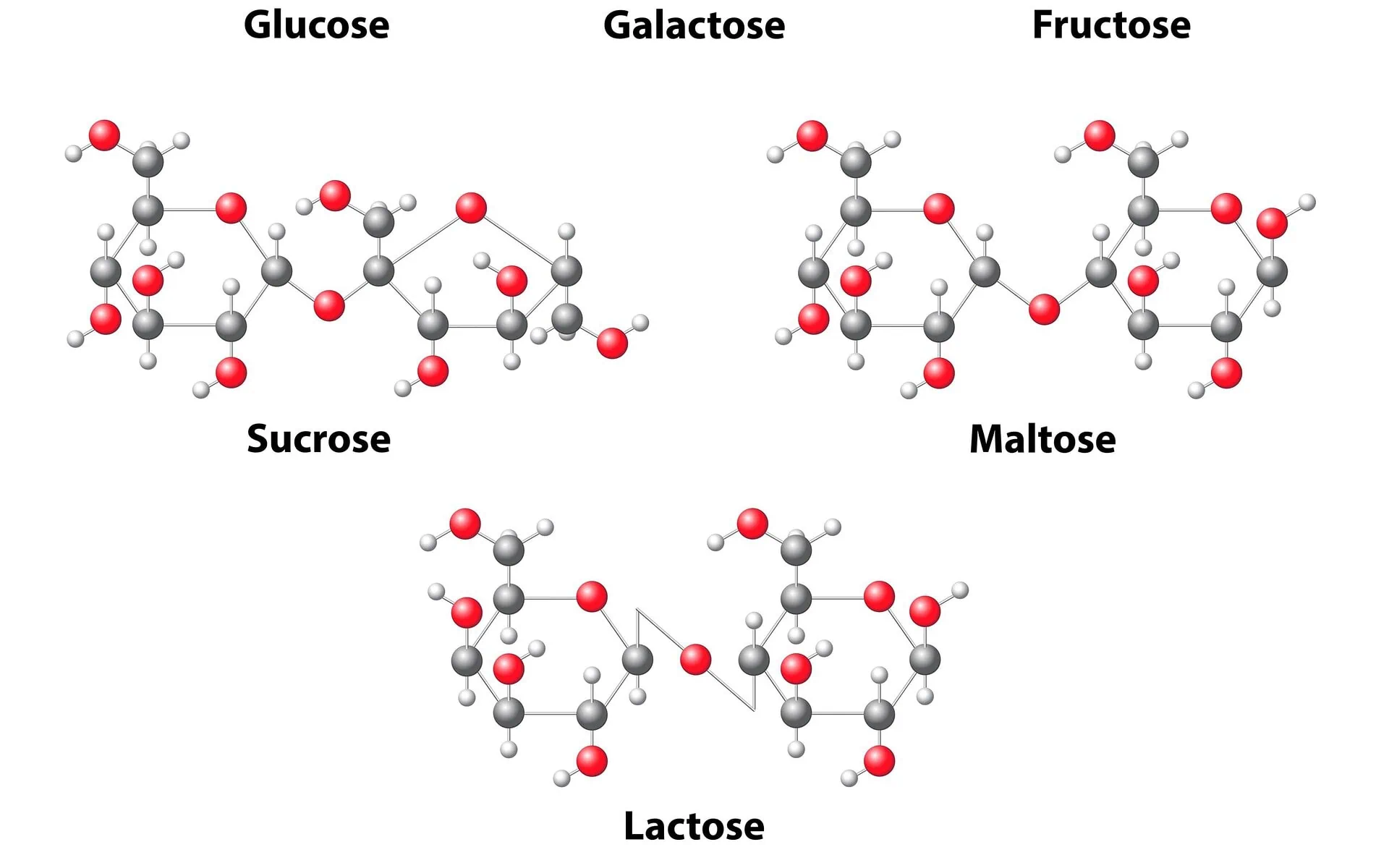 Carbohydrate Molecules | Fighting Arts Health Lab