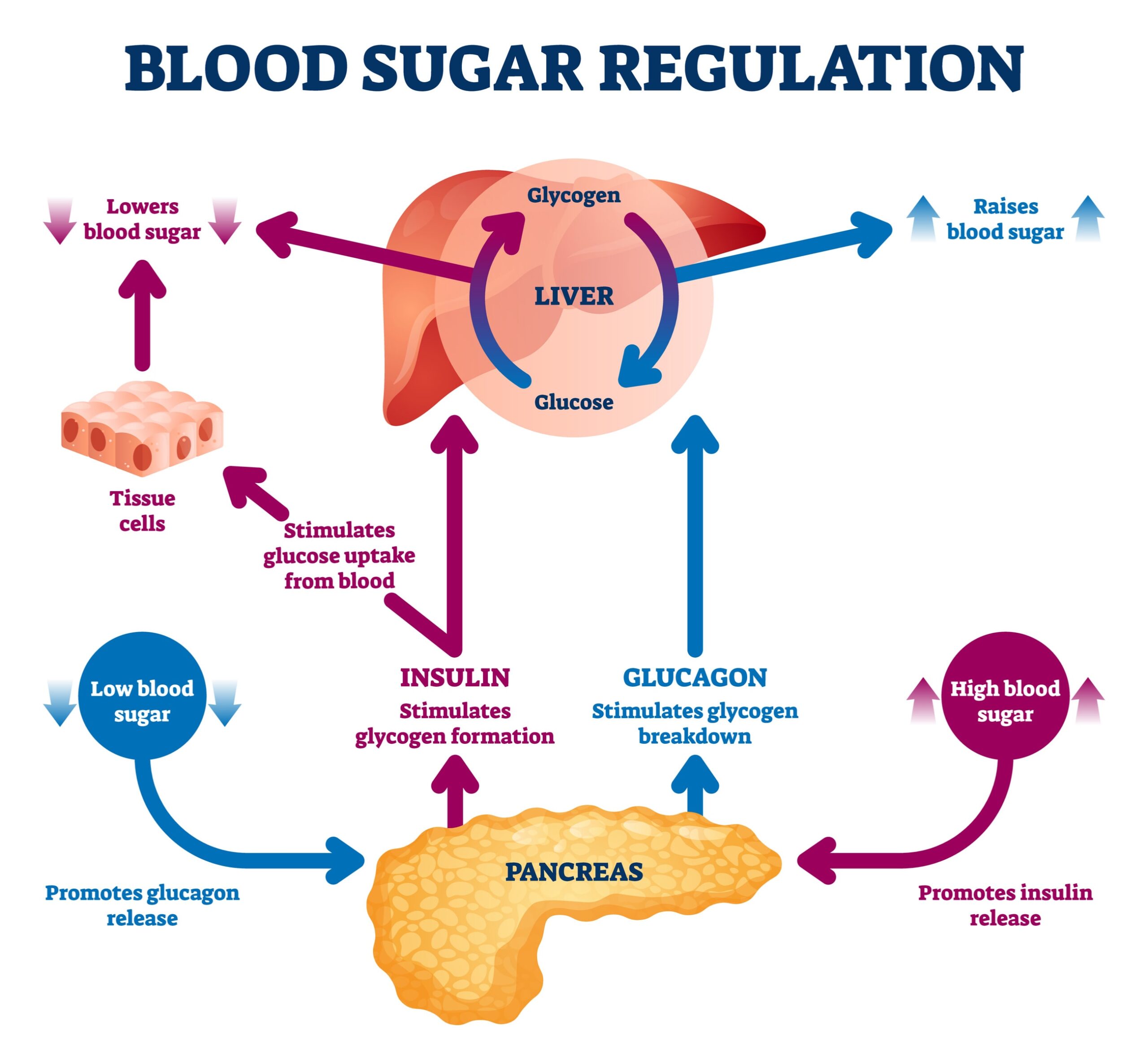 Sugar Digestion Process | Fighting Arts Health Lab