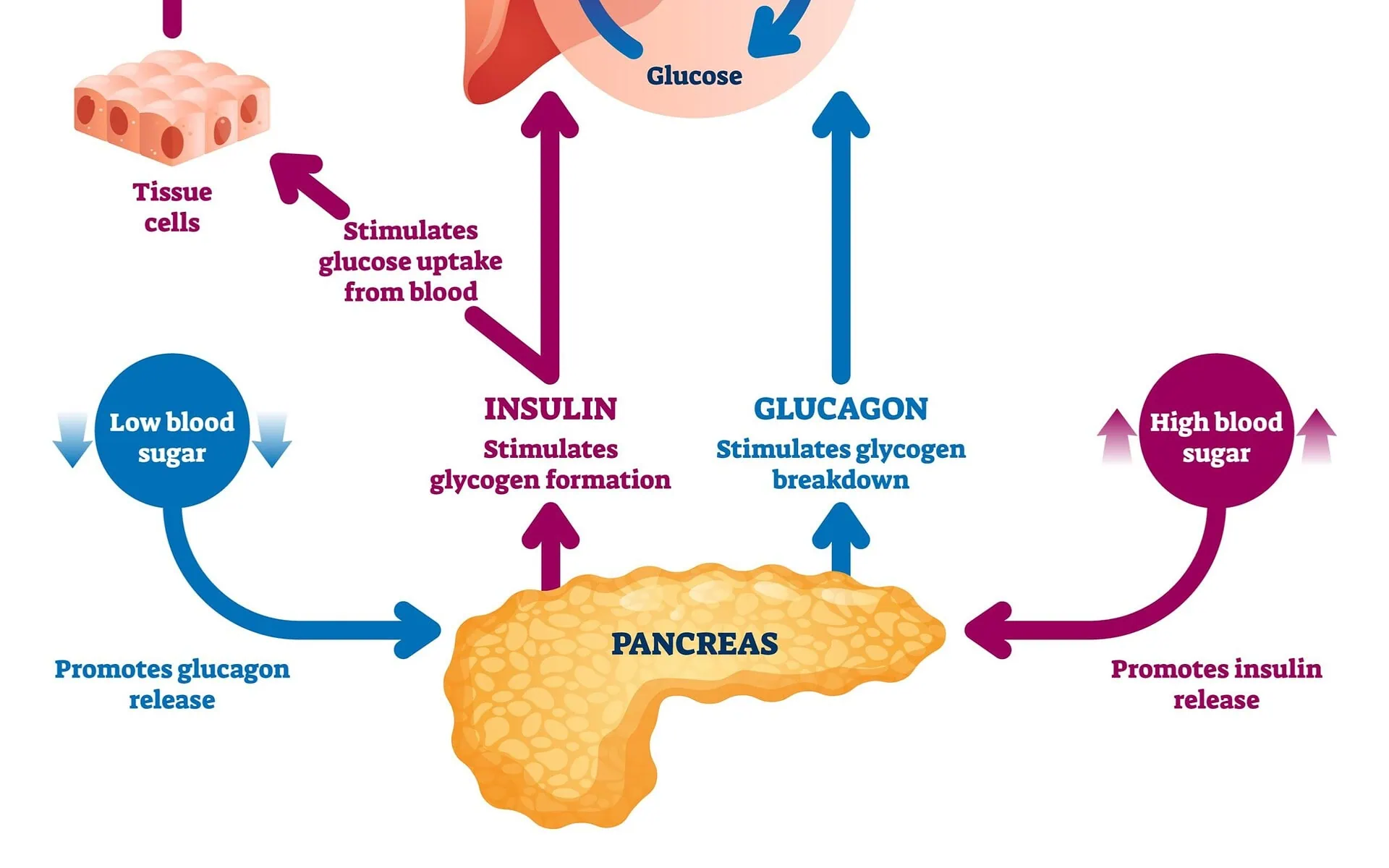 Brain Food Sugar Digestion Process Sugar Digestion Process | Fighting Arts Health Lab