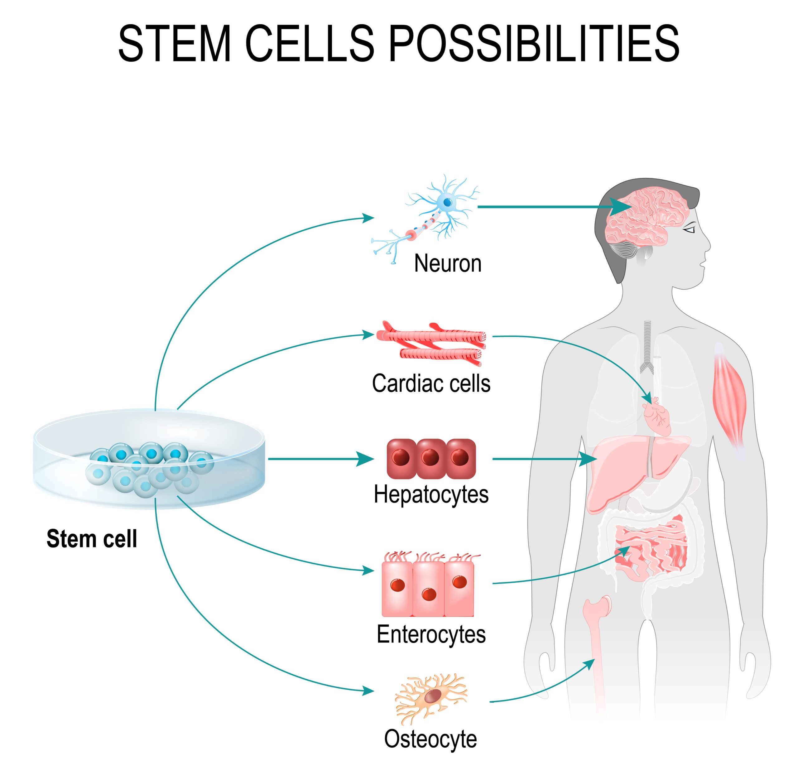 Cellular Recovery Stem Cells Possibilities 