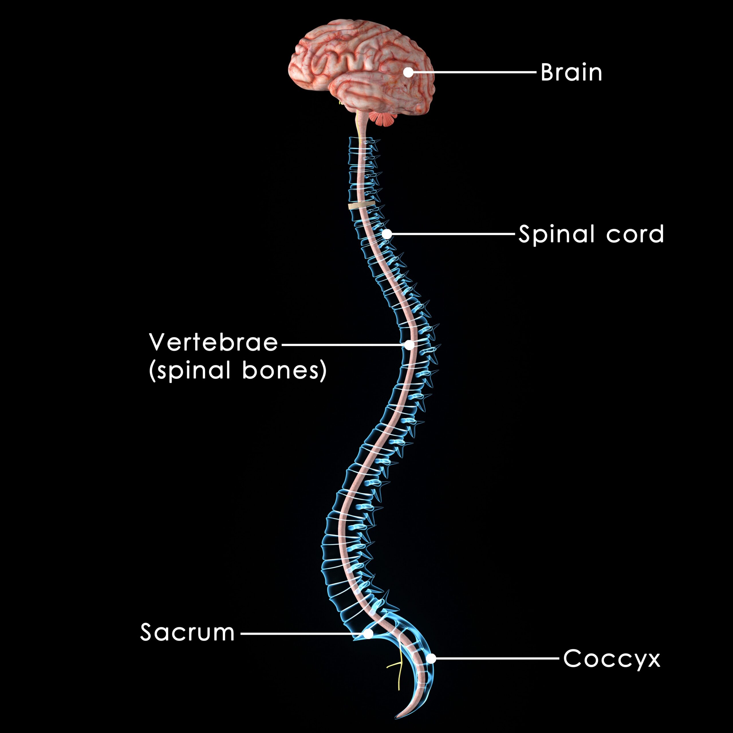 Spine with Brain | Fighting Arts Health Lab