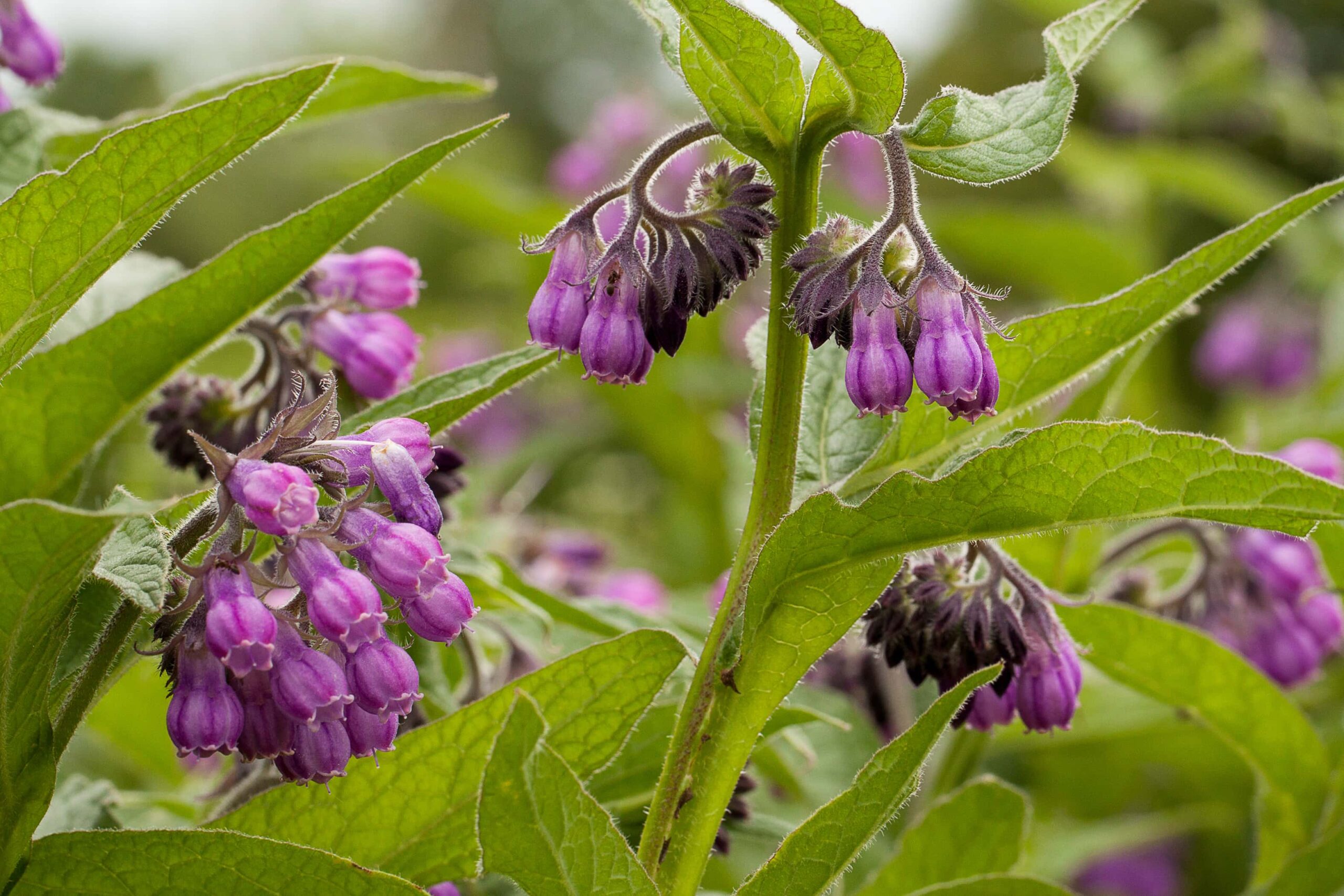 Strained Muscle Herbs Comfrey | Fighting Arts Health Lab