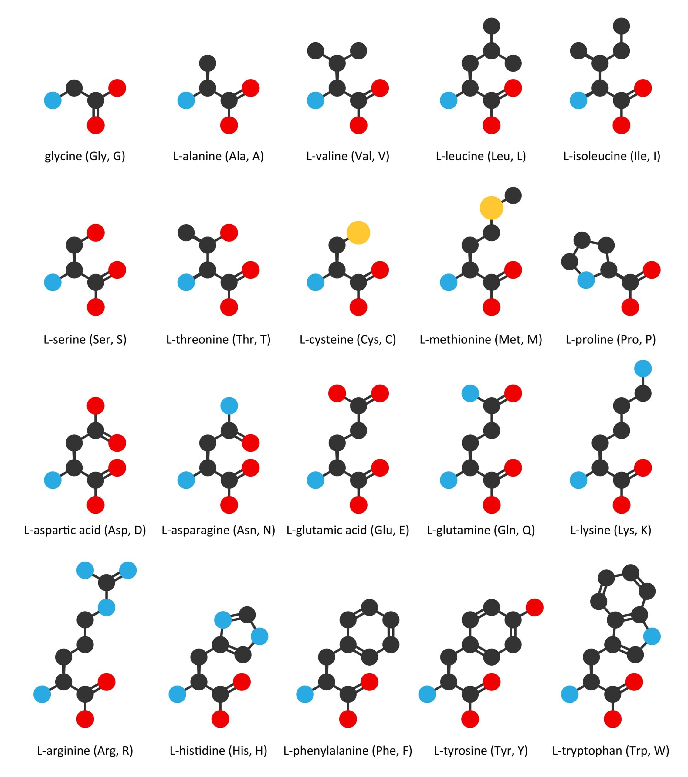 Protein 23 Amino Acids Protein 23 Amino Acids | Fighting Arts Health Lab