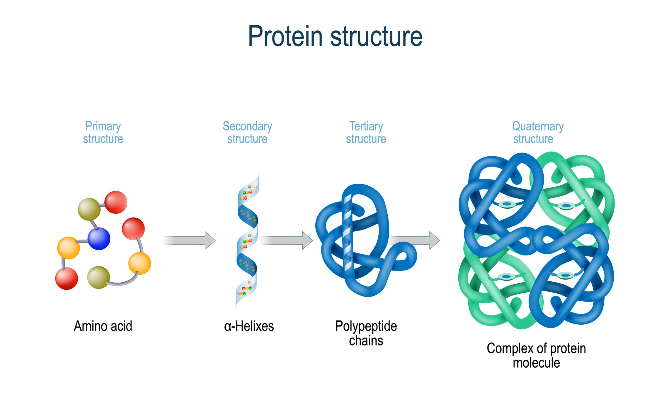 Protein Structure | Fighting Arts Health Lab