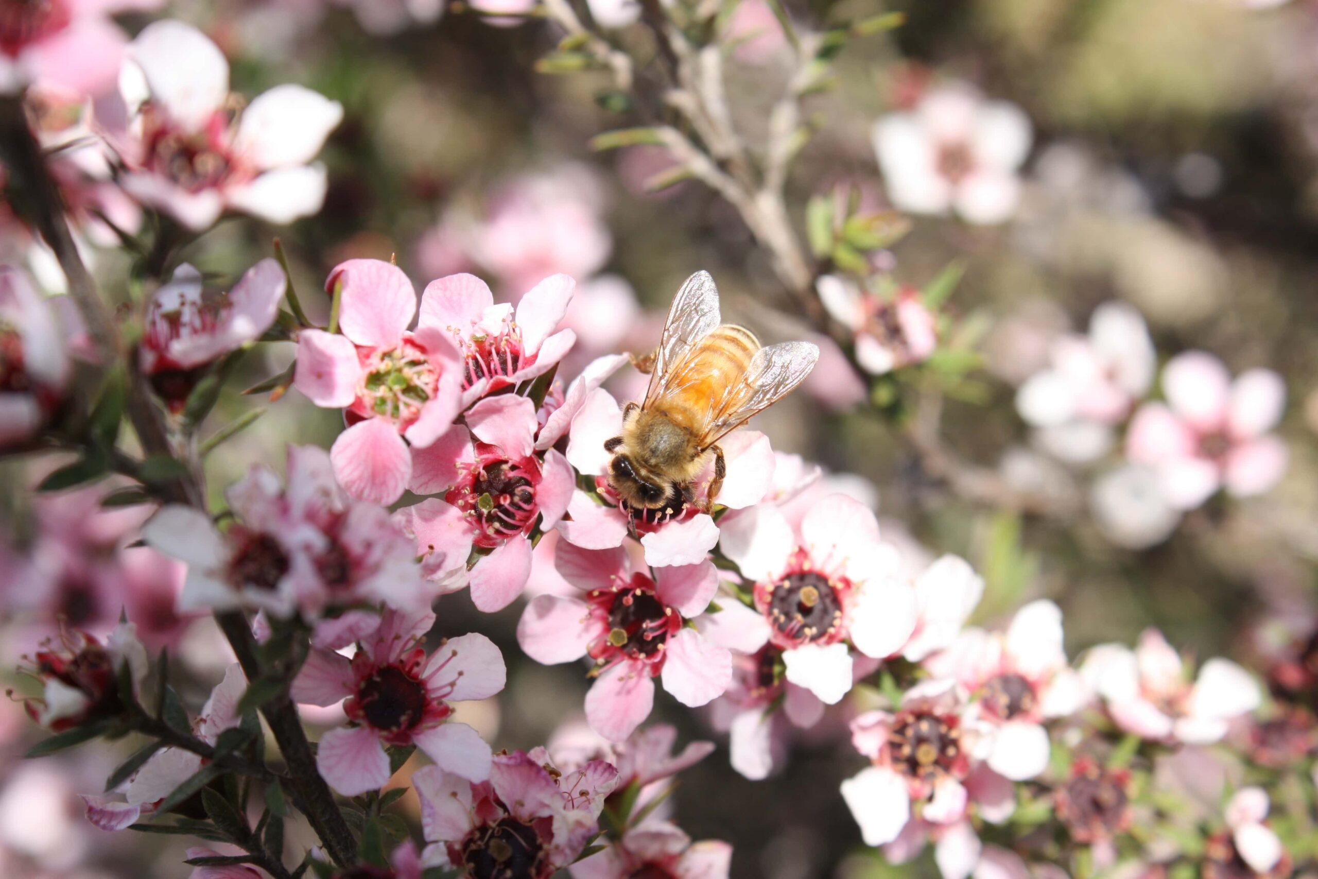 Manuka Honey Be Pollinating | Fighting Arts Health Lab